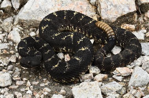 Arizona Black Rattlesnake Facts and Pictures | Reptile Fact