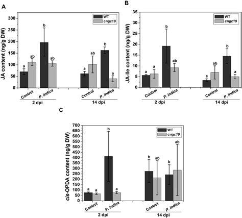 Effects Of P Indica Colonization On Levels Of Phytohormones In