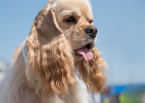 犬と猫のマラセチア性外耳炎について┃異臭や黒い耳垢やみられる さかきばら動物病院