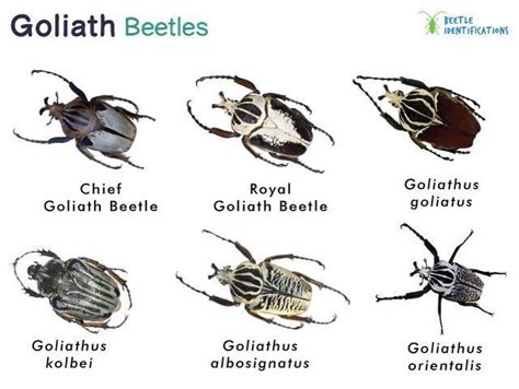 Rose Chafer Beetle Identification Life Cycle Facts Pictures