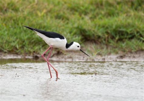 Black-winged Stilt | Central QLD Coast Landcare Network