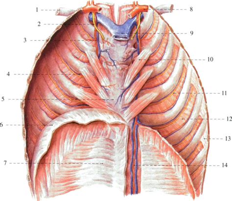 110胸前壁 内面观 系统解剖学 医学