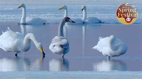 Snowy Qinghai Lake Series Episode Swan Lake On Ice Cgtn