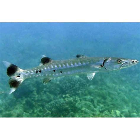 Barracuda Gigante Sphyraena Barracuda Ficha T Cnica Completa