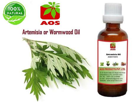 7 Health Uses Benefits Of Artemisia Oil Or Wormwood Oil Manufacturer