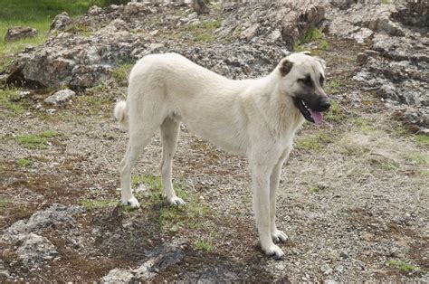 Are Kangal Dogs Dangerous Can You Have One As A Pet