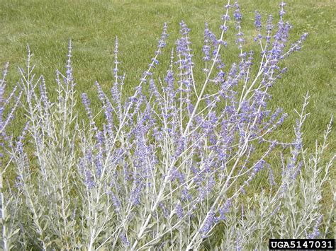 Russian Sage Perovskia Atriplicifolia