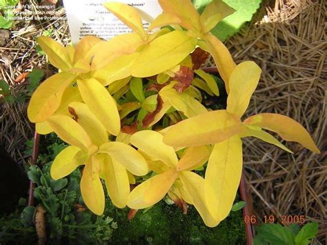 Plantfiles Pictures Hypericum Aarons Beard St Johns Wort St