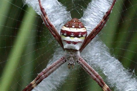 Spiders In Sydney Nsw Environment And Heritage Atelier Yuwaciaojp