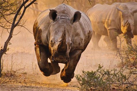 Rhino Vs Bull