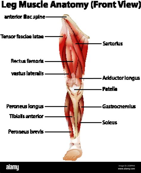 Leg Muscle Anatomy (Front View) illustration Stock Vector Image & Art ...