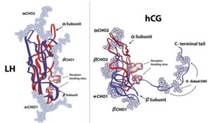 The Side Effects of HCG for Men - Fertility Cloud