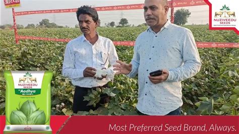 Role Of Nuziveedu Seeds In “high Density Planting System” Hdps Increase Of Cotton Yieldacre