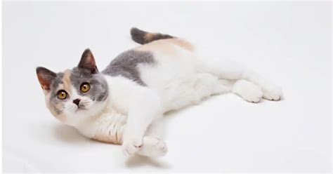 British Shorthair Cat Breed Information Your Cat