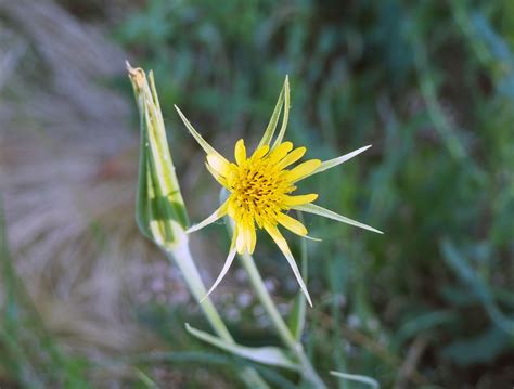 Weeds Of Boise Hellstrip On Jefferson Street Awkward Botany