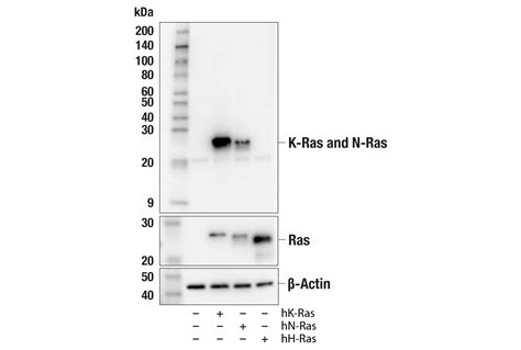 K Ras E2M9G Rabbit MAb Cell Signaling Technology