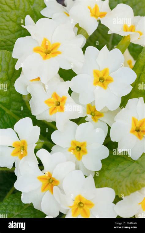 True English Primrose Primula Acaulis Primula Vulgaris Flowers Of A