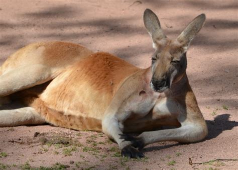 Brown Kangaroo Free Image Peakpx