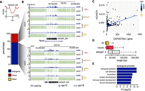 MOSAT MCH In Genic And Intergenic Regions A CG Density CG 100 Bp