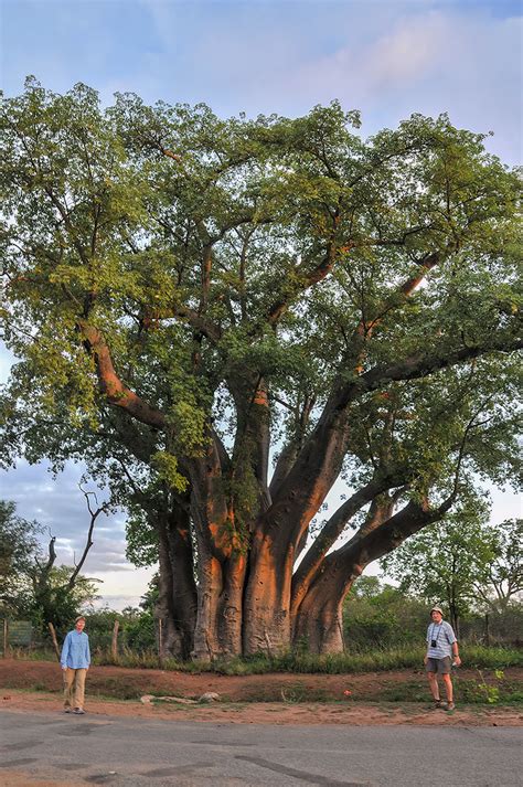 Dsc Baobab Tree In Victoria Falls Zimbabwe Flickr