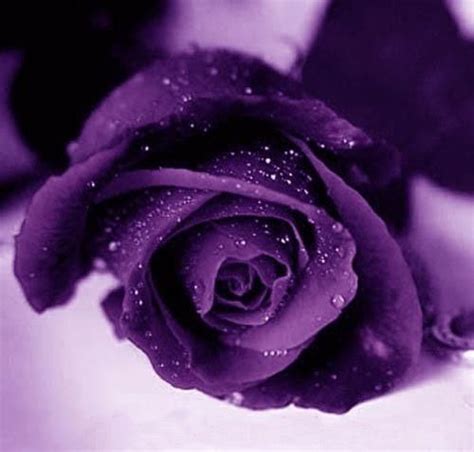 Violet Rose | Purple roses, Purple flowers, Beautiful flowers