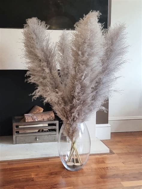 Pampas Grass Large Fluffy Natural Grey Grasses Tall Pampass Arrangement