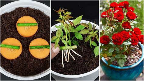 How To Grow Rose From Cuttings Using Aloe Vera And Carrot Rose