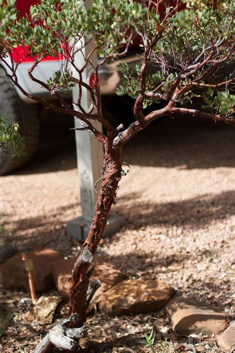 Free Images Tree Branch Wood Leaf Flower Trunk Spring Produce