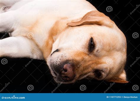 Beautiful Sleeping Labrador, Studio Portrait. Stock Image - Image of ...