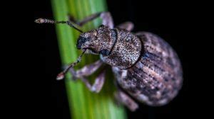 How To Get Rid Of Rice Weevils - Rice Bugs Guide