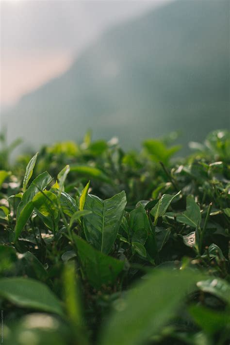 "Green Tea Leaves In Close Up" by Stocksy Contributor "Marija Savic ...