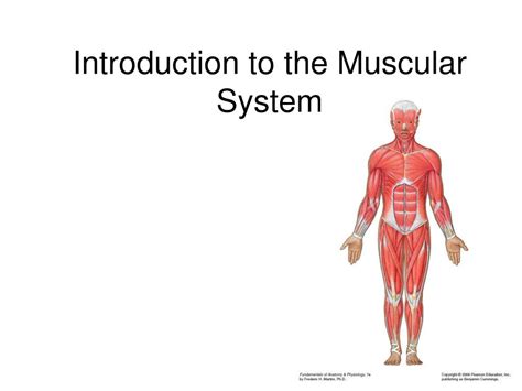 Ppt Introduction To The Muscular System Powerpoint Presentation Free