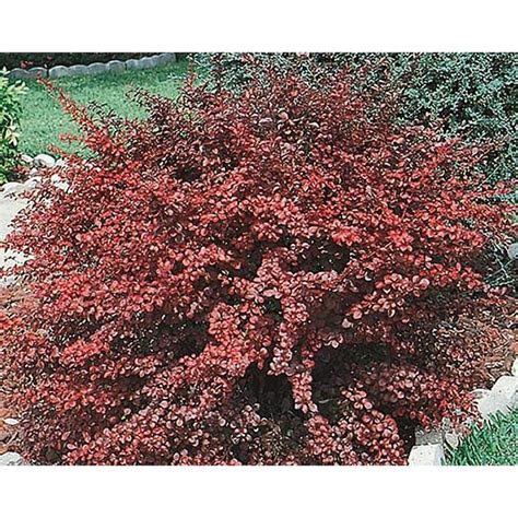 2 Gallon White Royal Burgundy Barberry Accent Shrub In Pot L8067 At