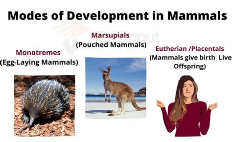 Marsupials Mammals Examples