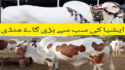 Asia Biggest Cow Mandi Sohrab Goth Gai Mandi Cattle Market Karachi