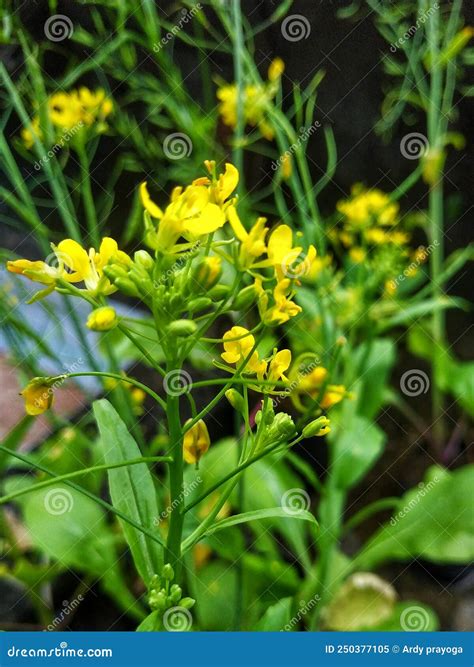 Mustard Greens Flower Stock Image Image Of Evergreen 250377105