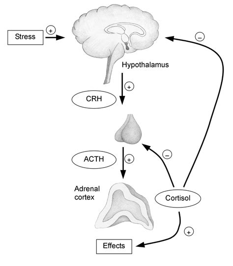 Simplified concept of the hypothalamic-pituitary-adrenal axis and its... | Download Scientific ...