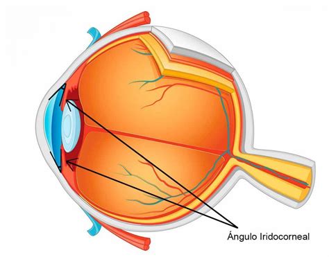 What Is The Iridocorneal Angle Rea Oftalmol Gica Avanzada