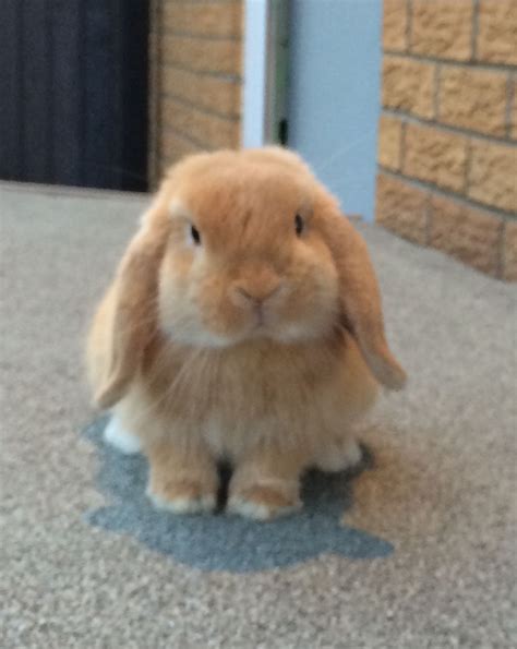 Contact The Seller Mini Lop Bunnies Mini Lop Rabbit Pet Bunny Pet