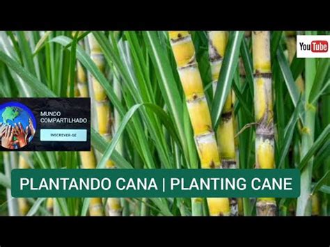 Plantando Cana Planting Cane Youtube