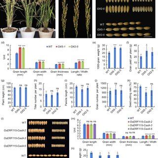 Phenotypic Analysis Of OsERF115overexpressing And CRISPR Cas9 Knockout