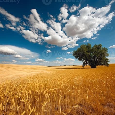 Golden Wheat Field On The Background Of Hot Summer Sun And Blue Sky