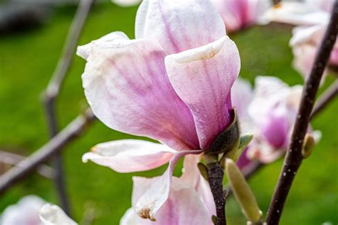 Flor Magnolia Naturaleza Foto Gratis En Pixabay Pixabay