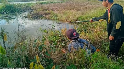 Niat Mancing Ikan Betok Malah Strike Ikan Ini Youtube