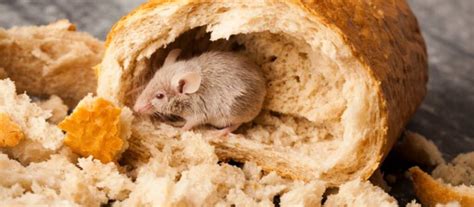 COMMENT SE DÉBARRASSER DES SOURIS DANS LA MAISON A Extermination