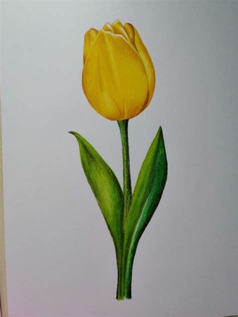 Tulipan Amarillo Flower Drawing Watercolor Art Lessons Nature Art