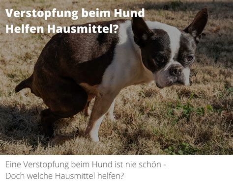 Verstopfung Beim Hund Tierisches Futter De