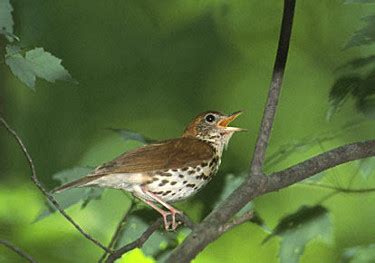 Wood Thrush - Photos, facts, and identification tips