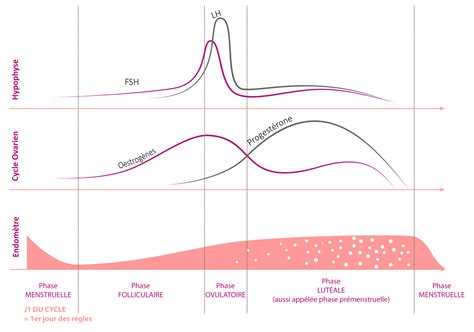 Comment Calculer Son Cycle Menstruel Moonflow