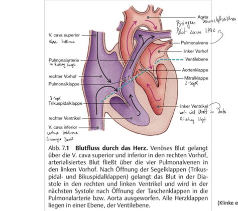 Herz Kreislauf System Karteikarten Quizlet